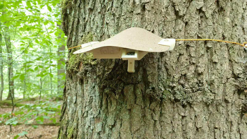 Device on a tree.